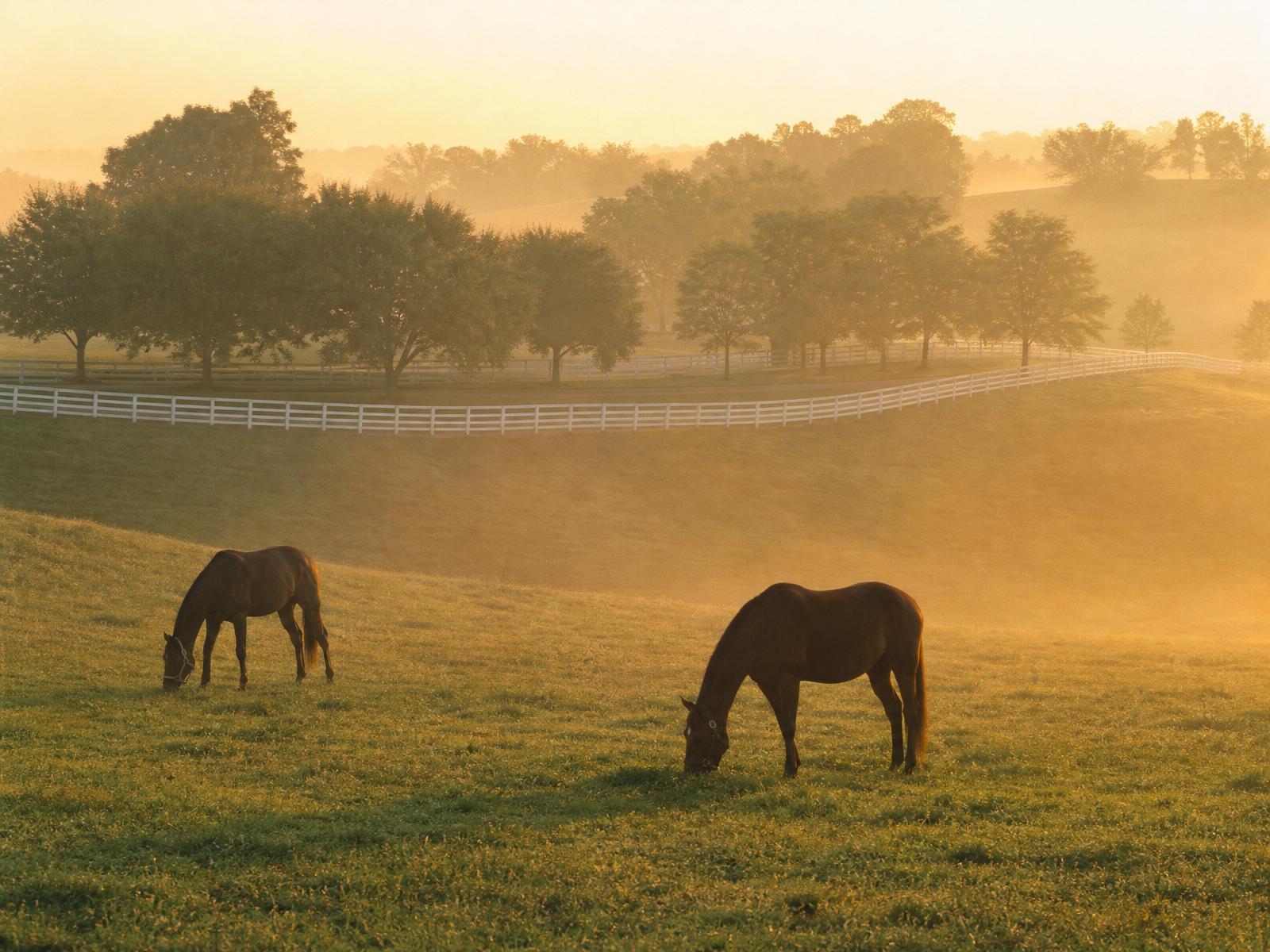 Thoroughbreds grazing on Kentucky bluegrass at sunrise
