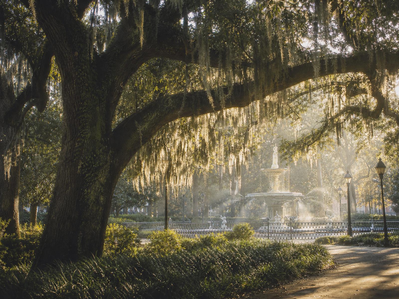 Spanish moss draped over a Savannah square at golden hour